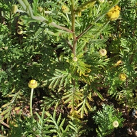 Anthemis tinctoria 'E. C. Buxton'